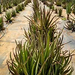 Naturalis Bio *